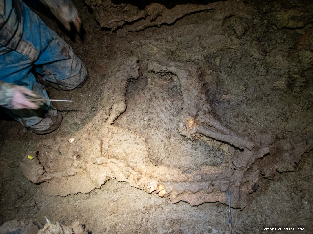 A remarkable specimen, Petra was recovered in Washington & Jefferson National Forest in Lee County, Virginia. The skeleton is currently under preparation in the VMNH paleontology lab.