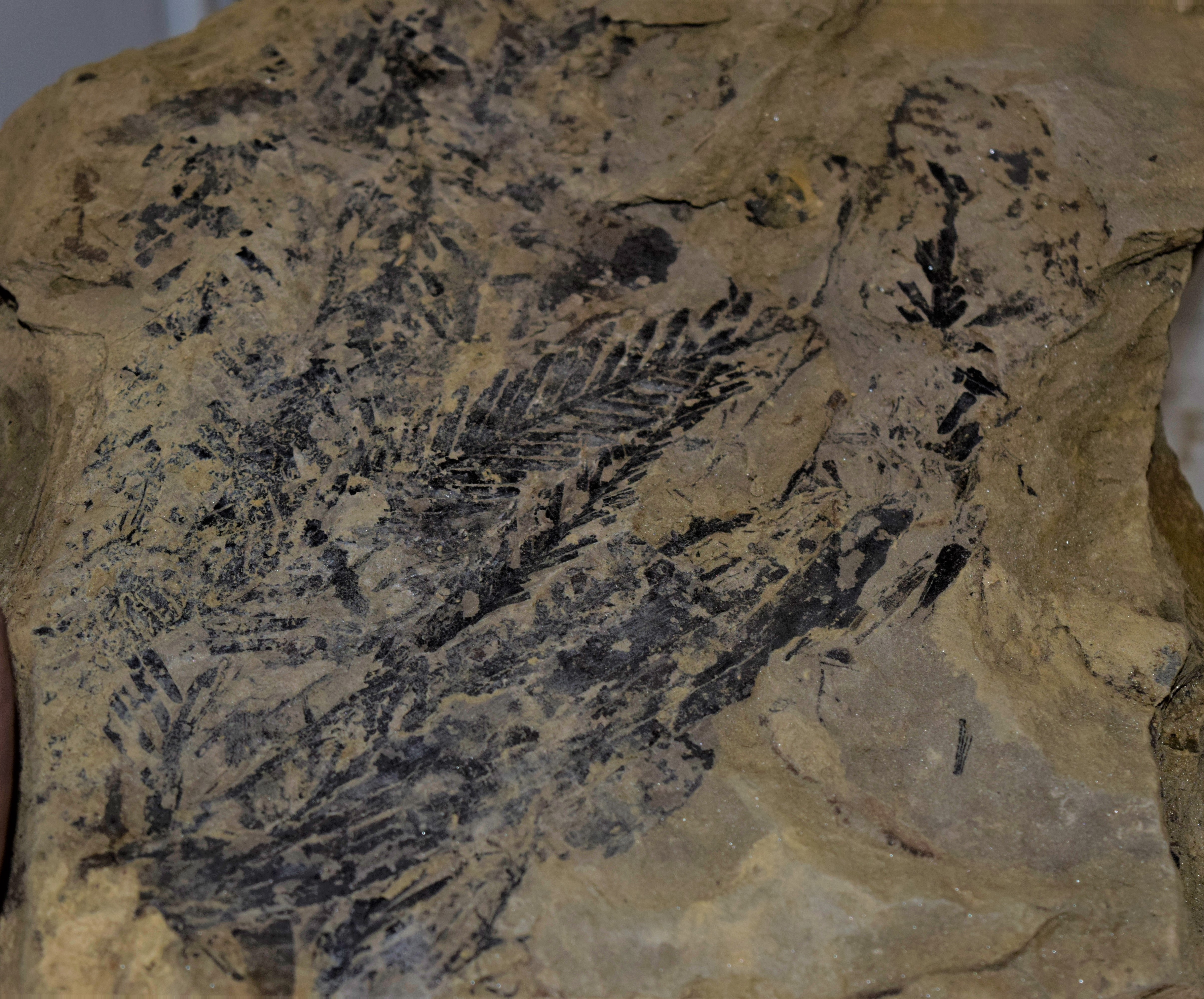 Plant stems and fern fronds from the Ashland Triassic Site