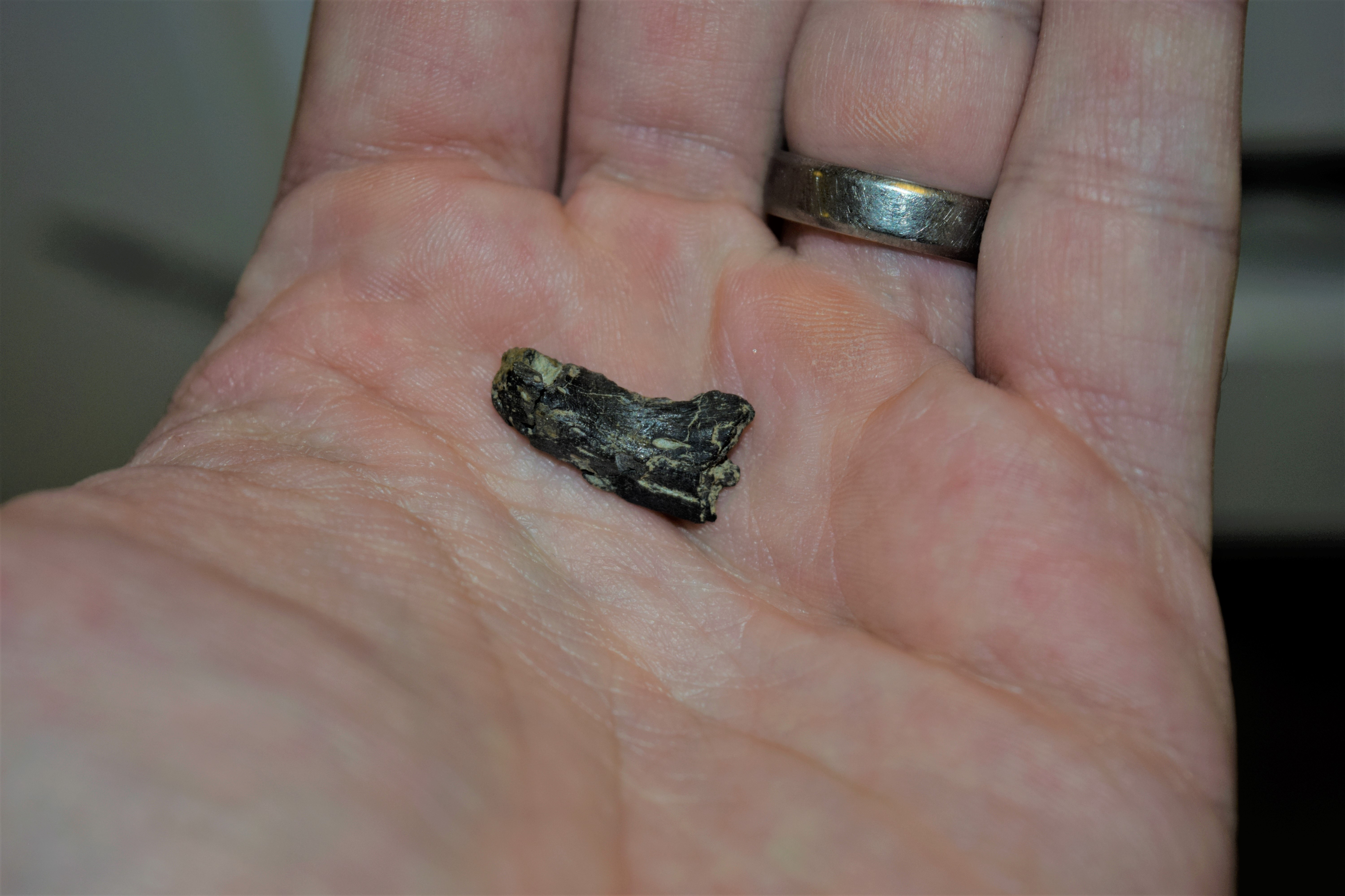 Partial cynodont therapsid dentary from Midlothian, Virginia