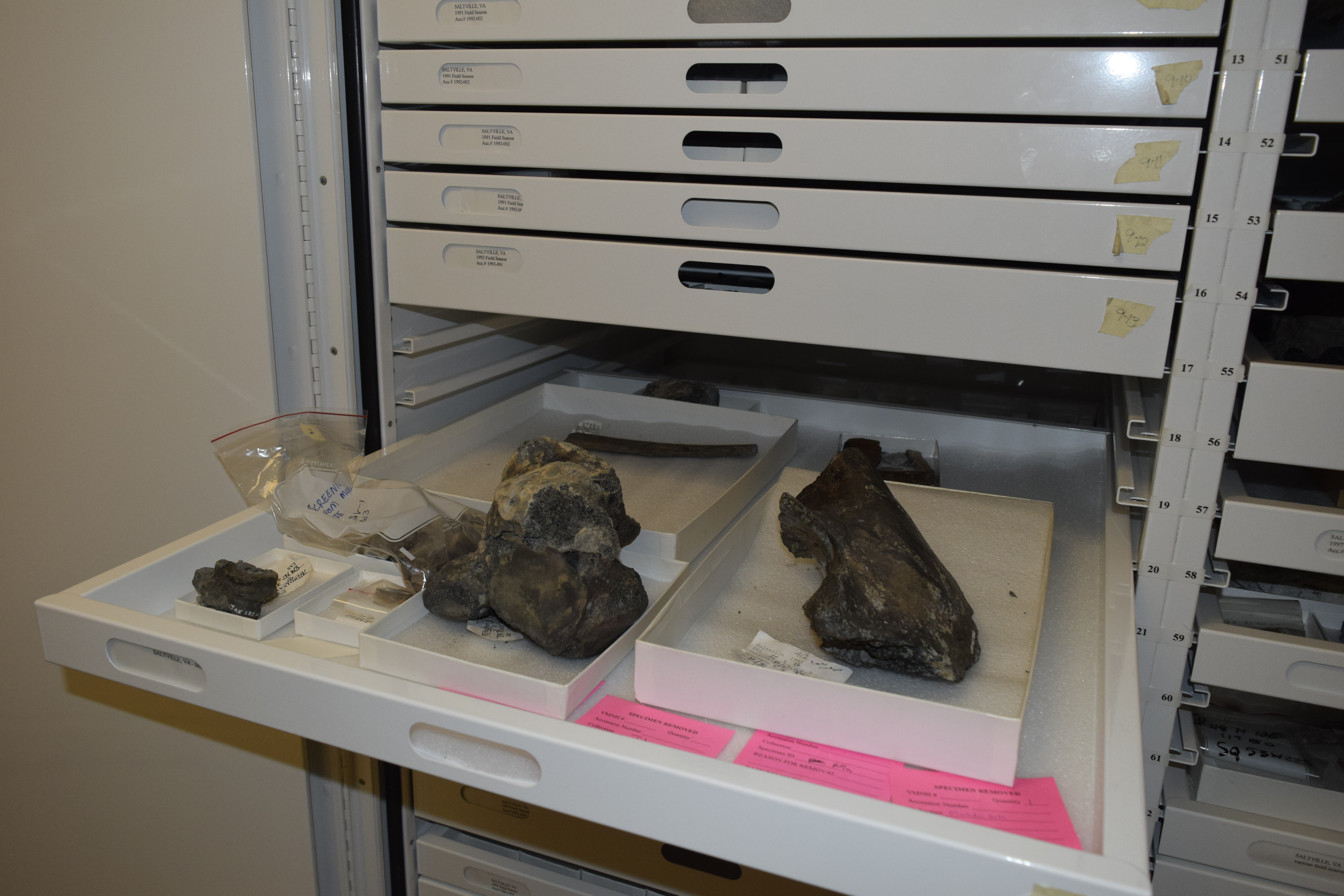 Isolated bones from mastodons and mammoths