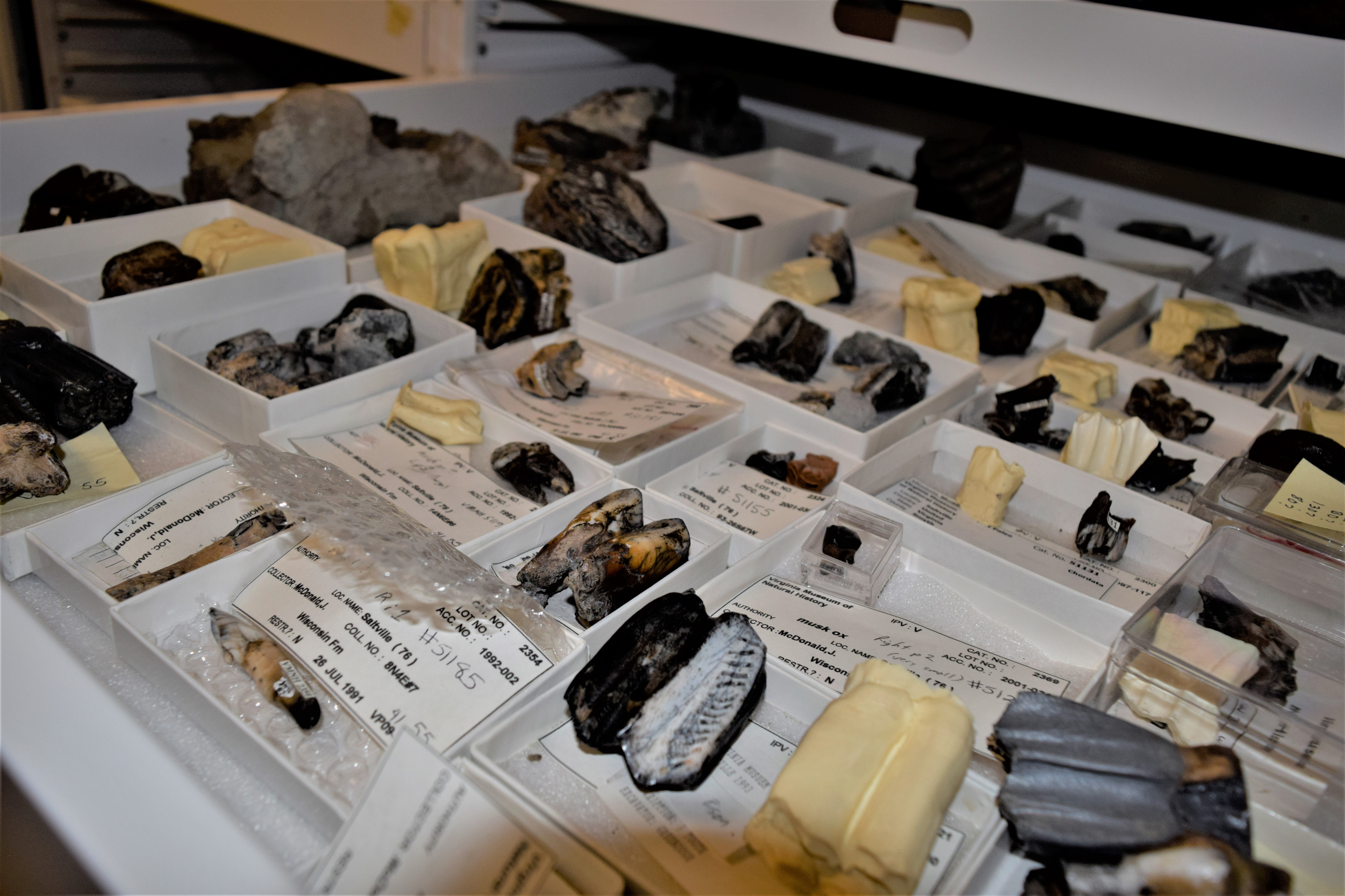 Isolated teeth from artiodactyls, including musk oxen and cervids