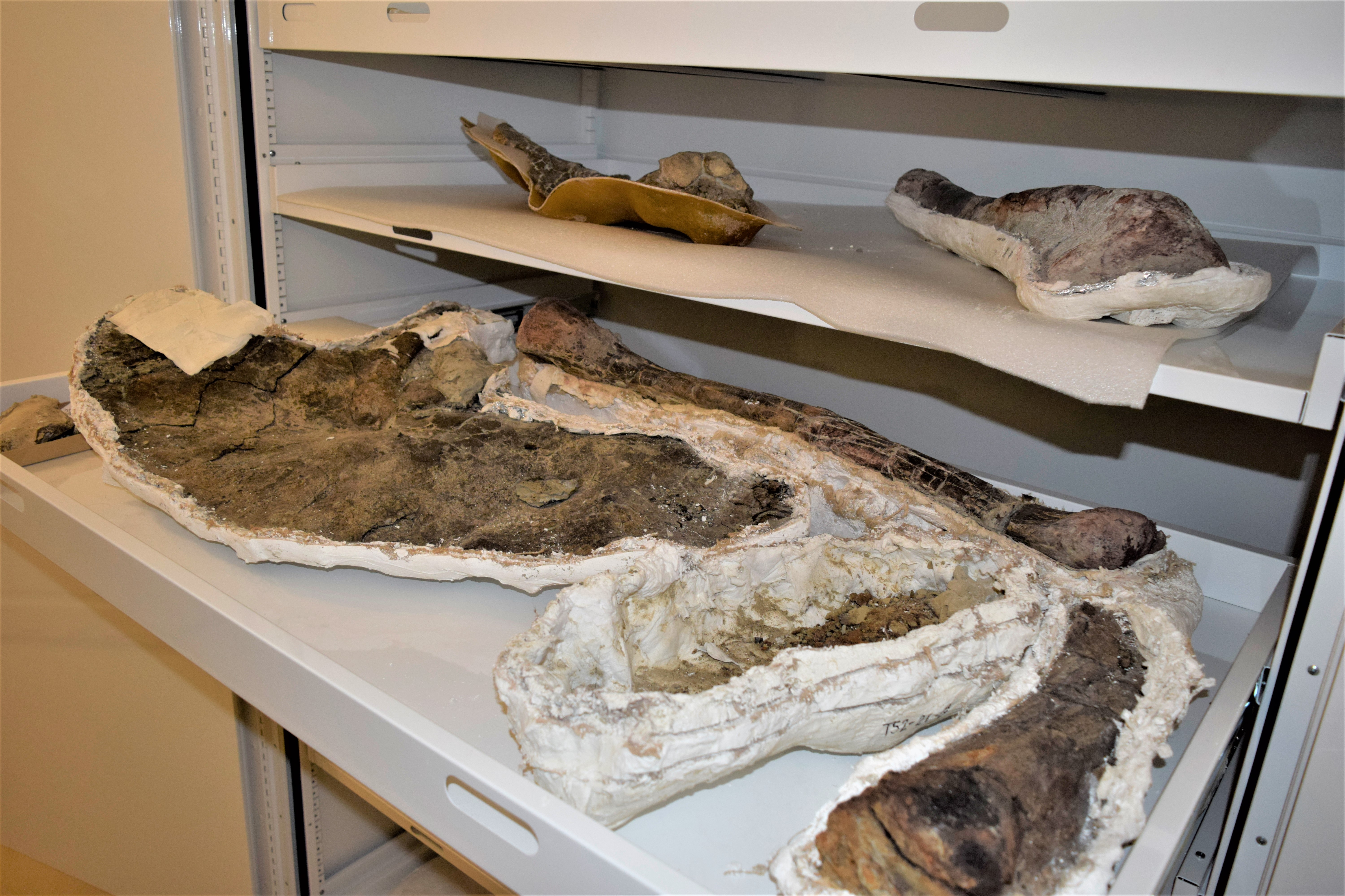 Sauropod limb and pelvic material collected from the “Two Sisters” series of localities