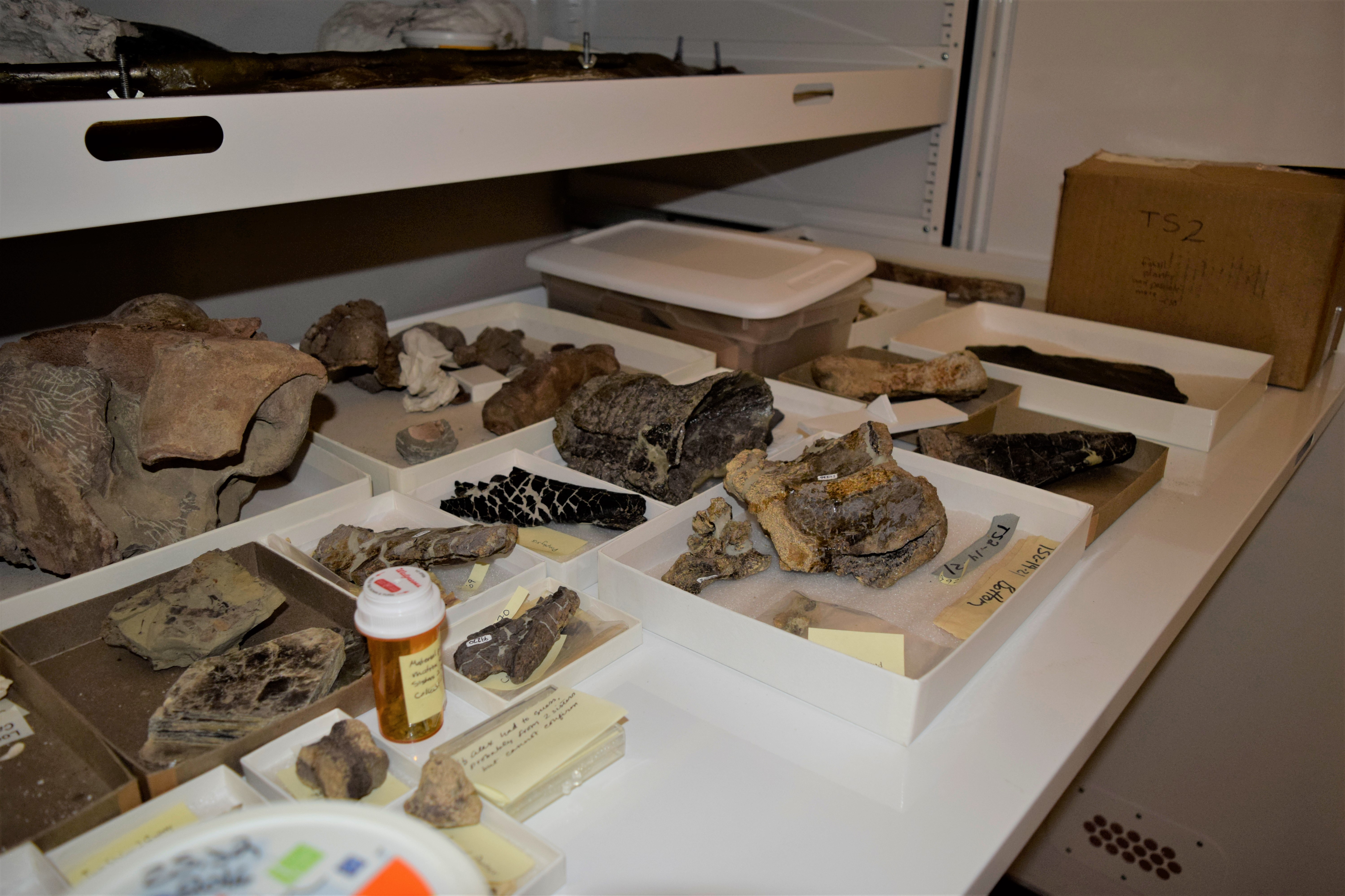 Small sauropod vertebrae, ribs, and other bones collected from the “Two Sisters” series of localities